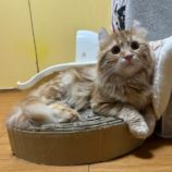 4月7日幸手店に参加するまたたび家の保護猫09