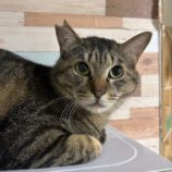 4月7日幸手店に参加するまたたび家の保護猫10