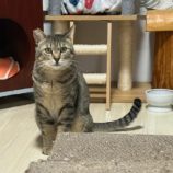 4月7日幸手店に参加するまたたび家の保護猫11