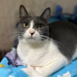 4月7日幸手店に参加するまたたび家の保護猫12