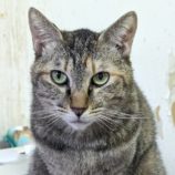 4月13日幸手店に参加するハッピーワイルドキャットの保護猫01