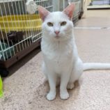 4月13日幸手店に参加するハッピーワイルドキャットの保護猫04