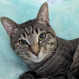 4月13日幸手店に参加するハッピーワイルドキャットの保護猫06