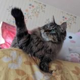 4月6日市原店に参加する花ねこ千葉の保護猫01