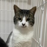 4月6日市原店に参加する花ねこ千葉の保護猫02