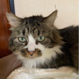 4月6日市原店に参加する花ねこ千葉の保護猫03