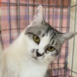 4月6日市原店に参加する花ねこ千葉の保護猫04