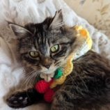 4月6日市原店に参加する花ねこ千葉の保護猫05