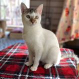 4月6日市原店に参加する花ねこ千葉の保護猫06