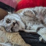 4月6日市原店に参加する花ねこ千葉の保護猫07