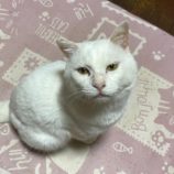 4月6日市原店に参加する花ねこ千葉の保護猫08