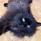 4月6日市原店に参加する花ねこ千葉の保護猫09