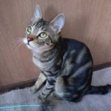 4月6日市原店に参加する花ねこ千葉の保護猫10