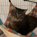 4月6日市原店に参加する花ねこ千葉の保護猫11