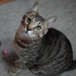 4月6日市原店に参加する花ねこ千葉の保護猫12