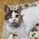 4月6日市原店に参加する花ねこ千葉の保護猫13