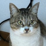 4月6日市原店に参加する花ねこ千葉の保護猫14