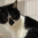 4月6日市原店に参加する花ねこ千葉の保護猫15