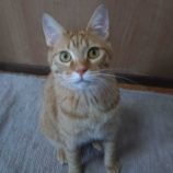 4月6日市原店に参加する花ねこ千葉の保護猫16