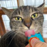 4月6日市原店に参加する花ねこ千葉の保護猫17