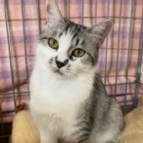 4月20日八千代店に参加する花ねこ千葉の保護猫01