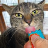 4月20日八千代店に参加する花ねこ千葉の保護猫04