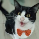 4月20日八千代店に参加する花ねこ千葉の保護猫08