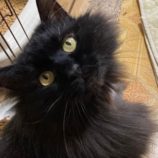 4月20日八千代店に参加する花ねこ千葉の保護猫09