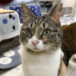 4月20日八千代店に参加する花ねこ千葉の保護猫11