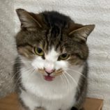 4月28日吉岡店に参加する猫のへやの保護猫01