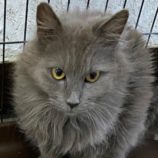 4月28日吉岡店に参加する猫のへやの保護猫02