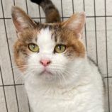 4月28日吉岡店に参加する猫のへやの保護猫04