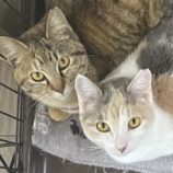 4月28日吉岡店に参加する猫のへやの保護猫05