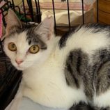 4月28日吉岡店に参加する猫のへやの保護猫06