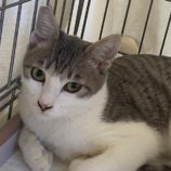 4月28日吉岡店に参加する猫のへやの保護猫07