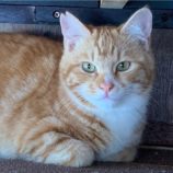 5月26日荒川沖店に参加する犬猫物語の保護猫01