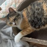 5月26日荒川沖店に参加する犬猫物語の保護猫02