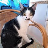 5月26日荒川沖店に参加する犬猫物語の保護猫03