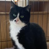 5月26日荒川沖店に参加する犬猫物語の保護猫04