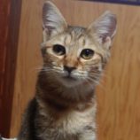 5月26日荒川沖店に参加する犬猫物語の保護猫06