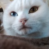 5月26日荒川沖店に参加する犬猫物語の保護猫07