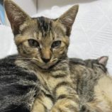 5月19日千代田店に参加する動物保護団体SONA DORASの保護猫01