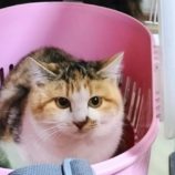 5月19日千代田店に参加する動物保護団体SONA DORASの保護猫02