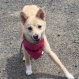 5月19日千代田店に参加する動物保護団体SONA DORASの保護猫04