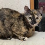 5月19日ひたちなか店に参加するTeam.ホーリーキャットの保護猫01