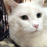 5月19日ひたちなか店に参加するTeam.ホーリーキャットの保護猫02