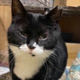 5月19日ひたちなか店に参加するTeam.ホーリーキャットの保護猫03