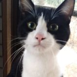 5月19日ひたちなか店に参加するTeam.ホーリーキャットの保護猫04