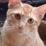 5月19日ひたちなか店に参加するTeam.ホーリーキャットの保護猫05