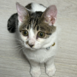 5月19日ひたちなか店に参加するTeam.ホーリーキャットの保護猫06